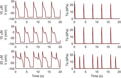 A Novel In Silico Electromechanical Model of Human Ventricular Cardiomyocyte